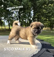 STCO MALE #3, a male Akita for sale in Mountain Grove, MO – 4 of 10