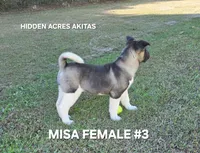 MISA FEMALE #3, a female Akita for sale in Mountain Grove, MO – 9 of 10