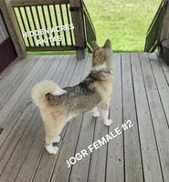 JOSR FEMALE #2, a female Akita for sale in Mountain Grove, MO – 8 of 10