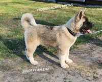 JOSR FEMALE #2, a female Akita for sale in Mountain Grove, MO – Photo 4 of 9