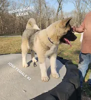 JOSR FEMALE #2, a female Akita for sale in Mountain Grove, MO – Photo 6 of 9