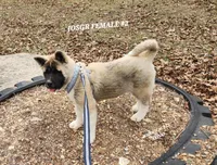 JOSR FEMALE #2, a female Akita for sale in Mountain Grove, MO – Photo 8 of 10