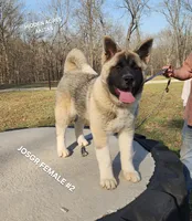 JOSR FEMALE #2, a female Akita for sale in Mountain Grove, MO – Photo 5 of 9