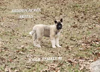JOSR FEMALE #2, a female Akita for sale in Mountain Grove, MO – Photo 2 of 10