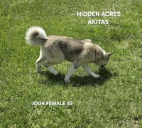 JOSR FEMALE #2, a female Akita for sale in Mountain Grove, MO – 7 of 10