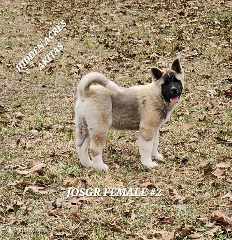 JOSR FEMALE #2, a female Akita for sale in Mountain Grove, MO – Photo 1 of 10