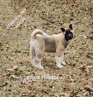JOSR FEMALE #2, a female Akita for sale in Mountain Grove, MO – Photo 1 of 10