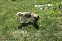 JOSR FEMALE #2, a female Akita for sale in Mountain Grove, MO – 10 of 10