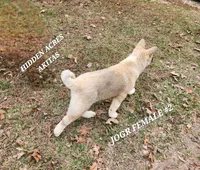 JOSR FEMALE #2, a female Akita for sale in Mountain Grove, MO – Photo 9 of 10