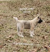 JOSR FEMALE #2, a female Akita for sale in Mountain Grove, MO – Photo 10 of 10