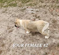 JOSR FEMALE #2, a female Akita for sale in Mountain Grove, MO – Photo 4 of 10