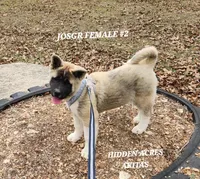 JOSR FEMALE #2, a female Akita for sale in Mountain Grove, MO – Photo 5 of 10