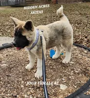 JOSR FEMALE #2, a female Akita for sale in Mountain Grove, MO – Photo 6 of 10