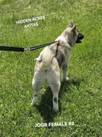 JOSR FEMALE #2, a female Akita for sale in Mountain Grove, MO – 6 of 10