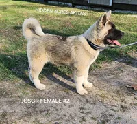 JOSR FEMALE #2, a female Akita for sale in Mountain Grove, MO – Photo 3 of 9
