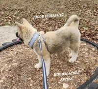 JOSR FEMALE #2, a female Akita for sale in Mountain Grove, MO – Photo 3 of 10