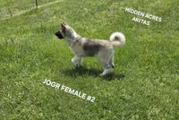 JOSR FEMALE #2, a female Akita for sale in Mountain Grove, MO – 9 of 10