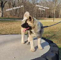 JOSR FEMALE #2, a female Akita for sale in Mountain Grove, MO – Photo 8 of 9