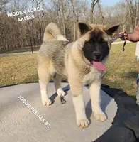 JOSR FEMALE #2, a female Akita for sale in Mountain Grove, MO – Photo 7 of 9