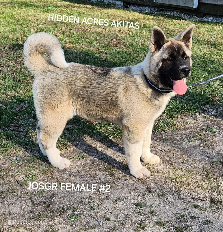 JOSR FEMALE #2 – Akita puppy for sale in Mountain Grove, MO