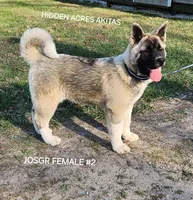 JOSR FEMALE #2, a female Akita for sale in Mountain Grove, MO – Photo 1 of 9