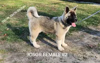 JOSR FEMALE #2, a female Akita for sale in Mountain Grove, MO – Photo 2 of 9