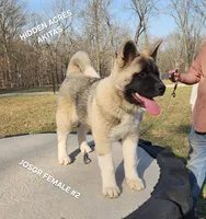 JOSR FEMALE #2, a female Akita for sale in Mountain Grove, MO – Photo 9 of 9