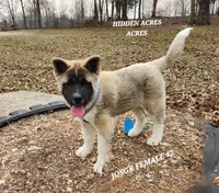 JOSR FEMALE #2, a female Akita for sale in Mountain Grove, MO – Photo 7 of 10