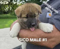 SICO MALE #1, a male Akita for sale in Mountain Grove, MO – 3 of 10