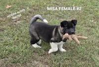 MISA FEMALE #2, a female Akita for sale in Mountain Grove, MO – 10 of 10