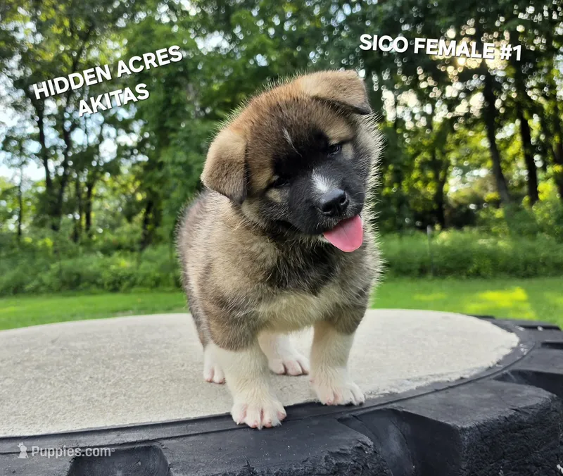 SICO FEMALE #1 – Akita puppy for sale in Mountain Grove, MO