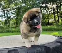 SICO FEMALE #1, a female Akita for sale in Mountain Grove, MO – 1 of 10