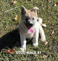 STCO MALE #1, a male Akita for sale in Mountain Grove, MO – 7 of 10