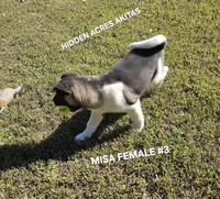 MISA FEMALE #3, a female Akita for sale in Mountain Grove, MO – 6 of 10