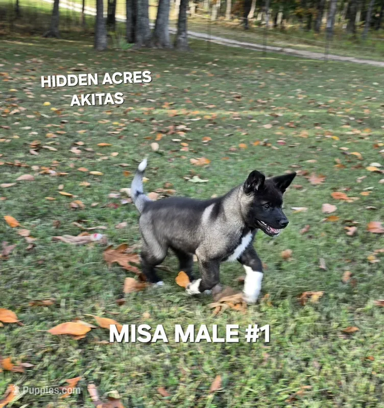 MISA NALE #1 – Akita puppy for sale in Mountain Grove, MO