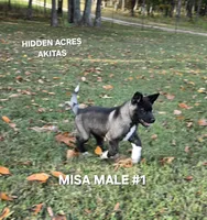 MISA NALE #1, a male Akita for sale in Mountain Grove, MO – 1 of 9