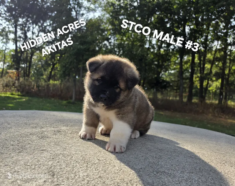 STCO MALE #3 – Akita puppy on hold in Mountain Grove, MO