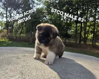STCO MALE #3, a male Akita for sale in Mountain Grove, MO – 1 of 10