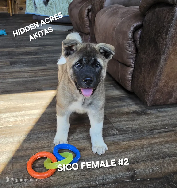 SICO FEMALE #2 – Akita puppy for sale in Mountain Grove, MO