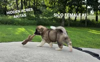 SICO FEMALE #1, a female Akita for sale in Mountain Grove, MO – 2 of 10