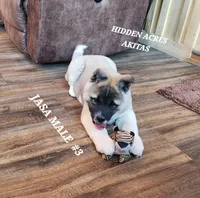 JOSR MALE #3, a female Akita for sale in Mountain Grove, MO – Photo 8 of 10