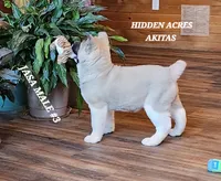 JOSR MALE #3, a female Akita for sale in Mountain Grove, MO – Photo 10 of 10
