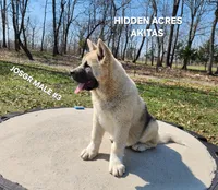 JOSR MALE #3, a male Akita for sale in Mountain Grove, MO – Photo 7 of 10