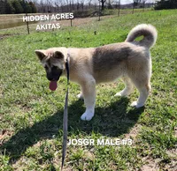 JOSR MALE #3, a male Akita for sale in Mountain Grove, MO – Photo 8 of 10