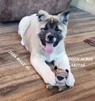 JOSR MALE #3, a female Akita for sale in Mountain Grove, MO – Photo 1 of 10
