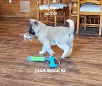 JOSR MALE #3, a female Akita for sale in Mountain Grove, MO – Photo 2 of 10