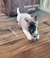 JOSR MALE #3, a female Akita for sale in Mountain Grove, MO – Photo 6 of 10