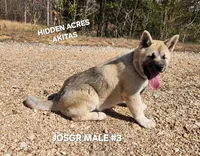 JOSR MALE #3, a male Akita for sale in Mountain Grove, MO – Photo 3 of 10