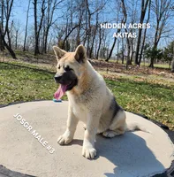 JOSR MALE #3, a male Akita for sale in Mountain Grove, MO – Photo 6 of 10