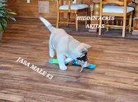 JOSR MALE #3, a female Akita for sale in Mountain Grove, MO – Photo 4 of 10